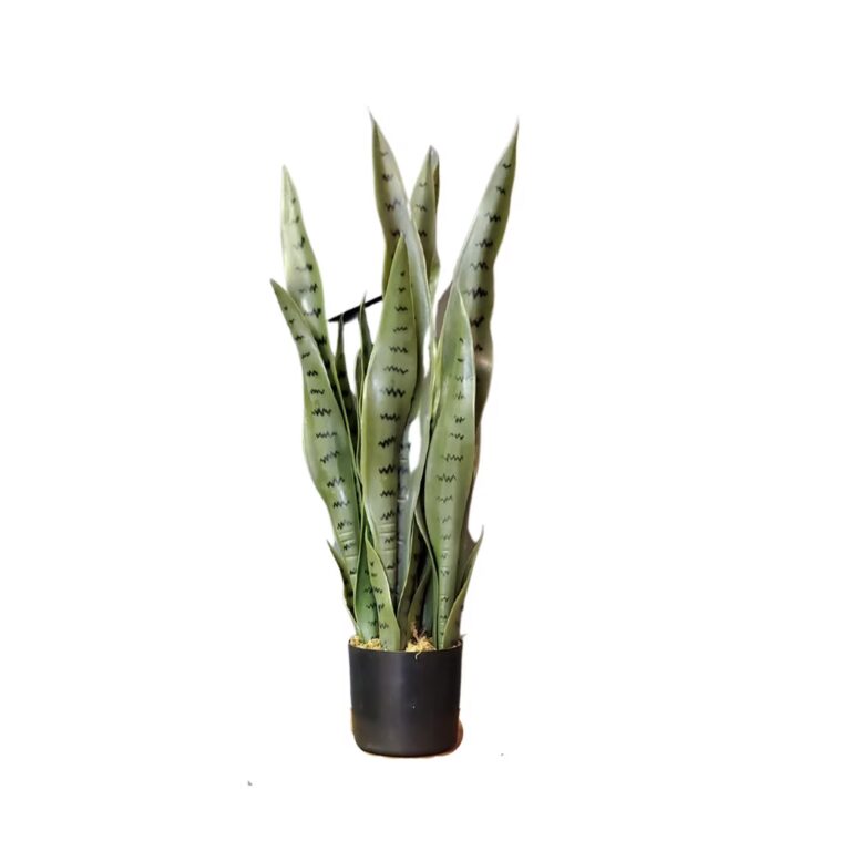 A tall snake plant with long, upright green leaves featuring dark horizontal stripes, potted in a small black container, isolated on a white background.