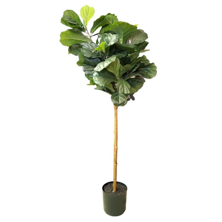A potted fiddle leaf fig tree with large, glossy green leaves and a tall, slender trunk, placed in a simple dark green pot on a white background.