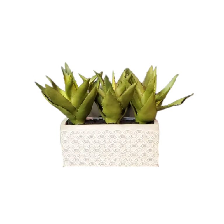 A small green succulent plant with thick, pointed leaves in a white rectangular pot with a textured, wave-like pattern.