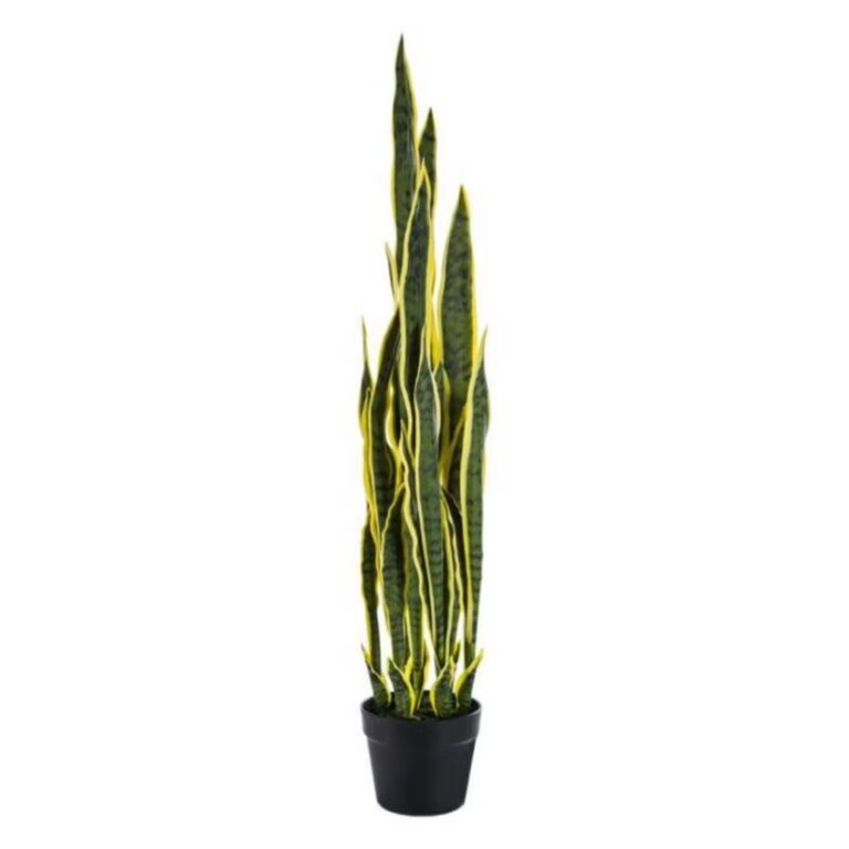 A tall snake plant with long, upright green leaves edged in yellow, growing in a small black pot, set against a white background.