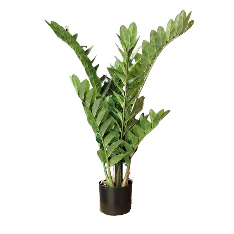 A healthy ZZ plant with multiple upright stems and glossy, oval-shaped green leaves in a small black pot, isolated on a white background.